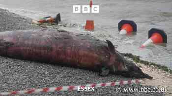 Unusual whale found on Canvey beach