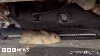 Rabbit find like a Benny Hill sketch, says mechanic