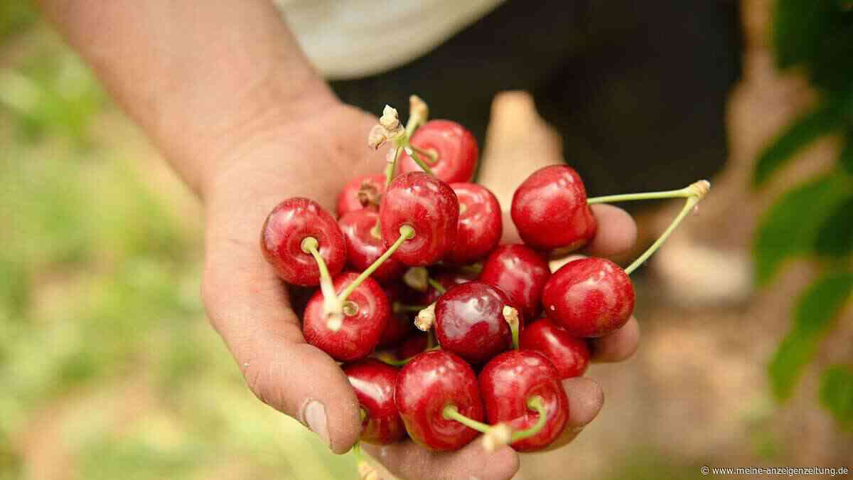 Gut Kirschen essen: Wie die Früchte auch herzhaft schmecken