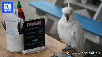 Lorne residents' invention a solution to town's marauding cockatoos