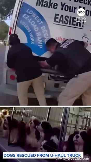Dogs rescued from U-Haul truck in California