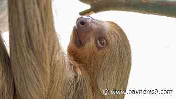 Willow becomes 5th ailing sloth from Sloth World to die at Central Florida Zoo