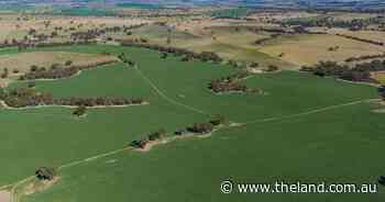 Clearview with fertile soils, production and quality improvements | Photos