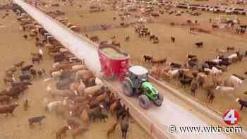 Impacts of screwworm on NY beef industry