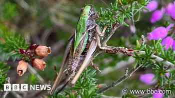 Volunteers could revive scarce bog insect numbers