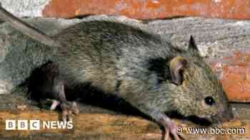 Food business closed after 'severe' mouse infestation