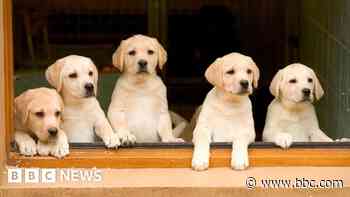 Puppy plea: Could your dog help with new study?