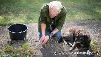 Kill patio weeds naturally with kitchen item found in most homes - not vinegar