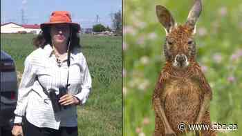 CBC's Sarah Leavitt chases a kangaroo | The Moment