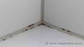 Remove black mould from silicone sealant with 65p natural item