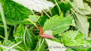 Keep slugs away from gardens and plants with basic 21p ingredient