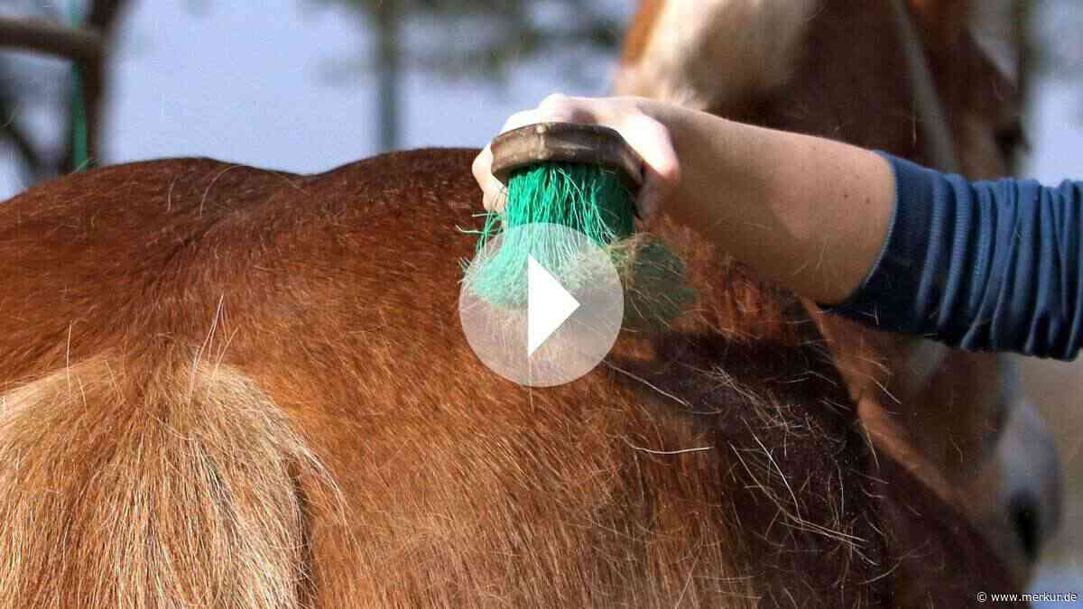 Fellwechsel beim Pferd: 5 einfache Tipps, die jetzt wirklich helfen