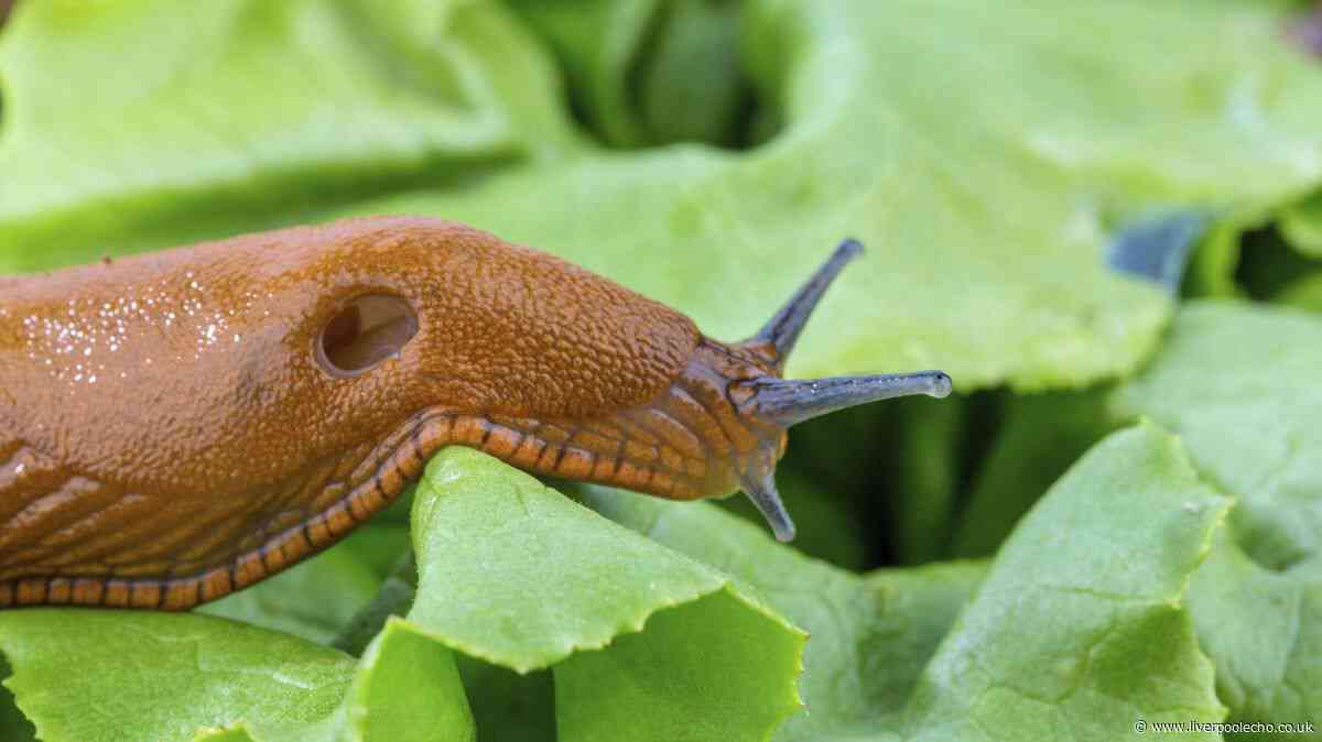 Slugs will leave garden plants alone if 21p kitchen staple applied to leaves