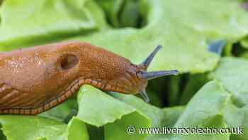Slugs will leave garden plants alone if 21p kitchen staple applied to leaves