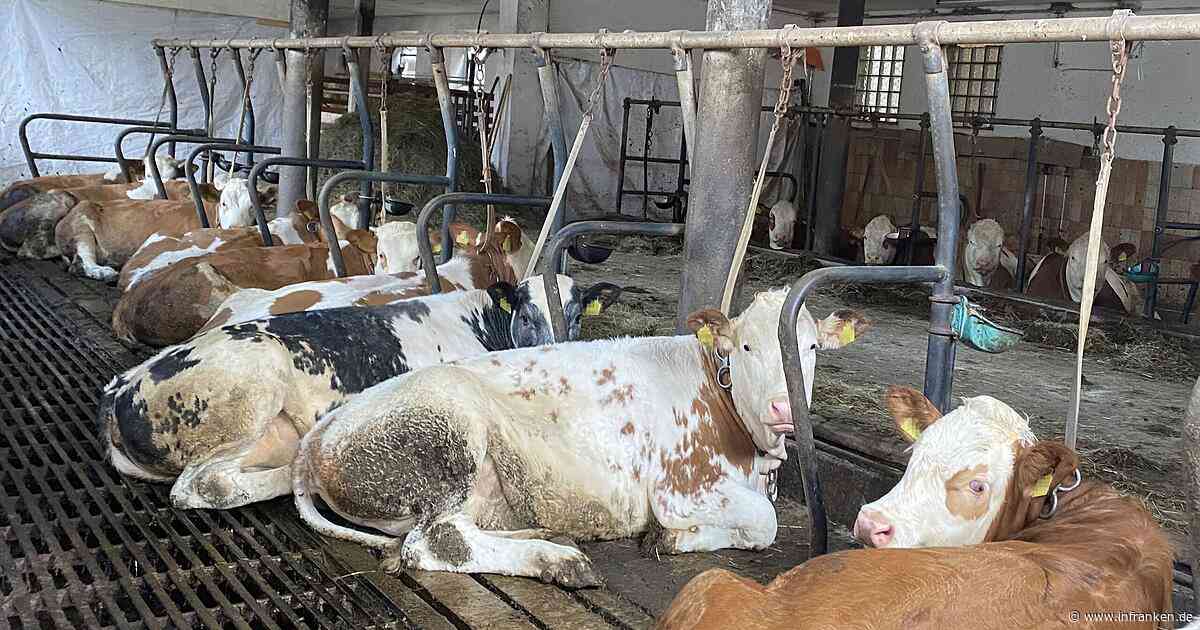 "Verheerende Umstände": PETA zeigt Bamberger Landwirt an