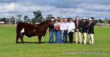 School stud program delivers top-priced bull at National Shorthorn Sale