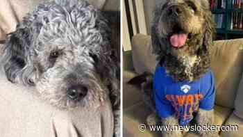 Politie Los Angeles onder vuur na doodschieten hond Jameson: ’Liefste jongen ter wereld’