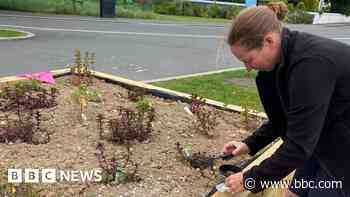 Refugees help create community tea garden