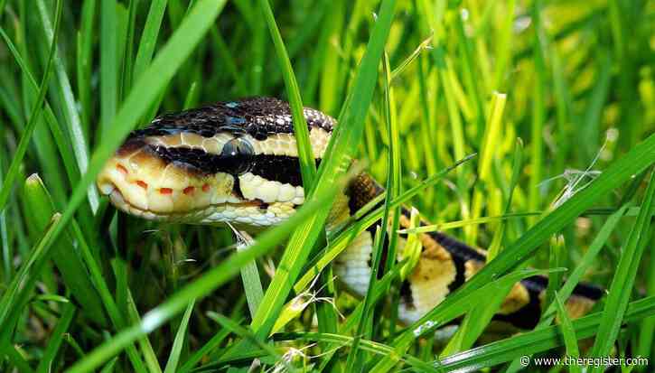Python dev saved from disaster by intuition... and AI