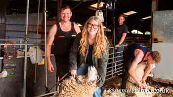 'I tried shearing a sheep with world champion - I nearly lost a finger but worse was to come'