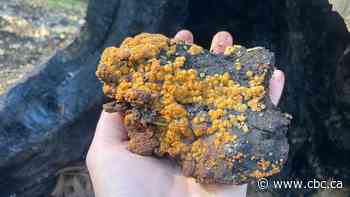 Fire-loving fungi are nature's first responders after wildfire, readying the soil for rebirth
