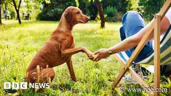 Events to celebrate positive impact of dogs
