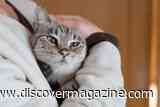 Spending Time With Your Cat May Not Help Your Mood When Feeling Stressed