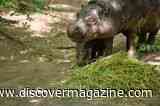 A Rare Pygmy Hippo Is Born at Zoo Berlin &mdash; Named &ldquo;Bread Roll,&rdquo; She Is Already Exploring and Getting Used to the Water