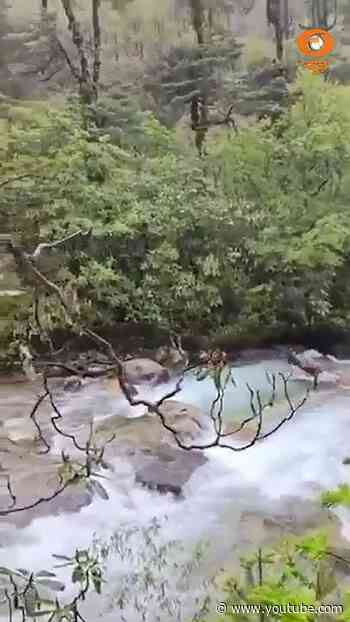 Sikkim में दिखा दुर्लभ 'Mishmi takin' का झुंड, कैमरे में कैद अद्भुत नज़ारा
