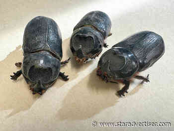 5 coconut rhinoceros beetles found on Maui
