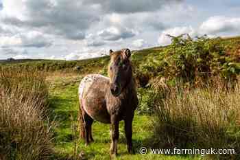 Rural campaigners fear Dartmoor pony herds could be cut