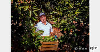 Peruaanse avocado's overspoelen Europa: prijzen tot 25% lager dan vorig jaar