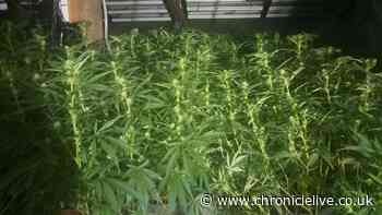 Police uncover £200,000 cannabis farm in Gateshead with more than 250 plants seized