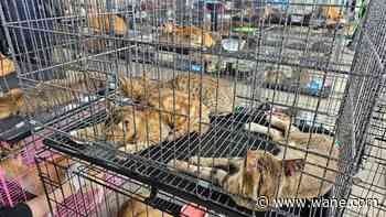 Police rescue hundreds of cats from being eaten in Vietnam with bust of major animal theft ring