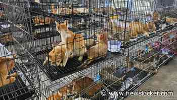 Vietnamese politie redt honderden gestolen katten van de slacht