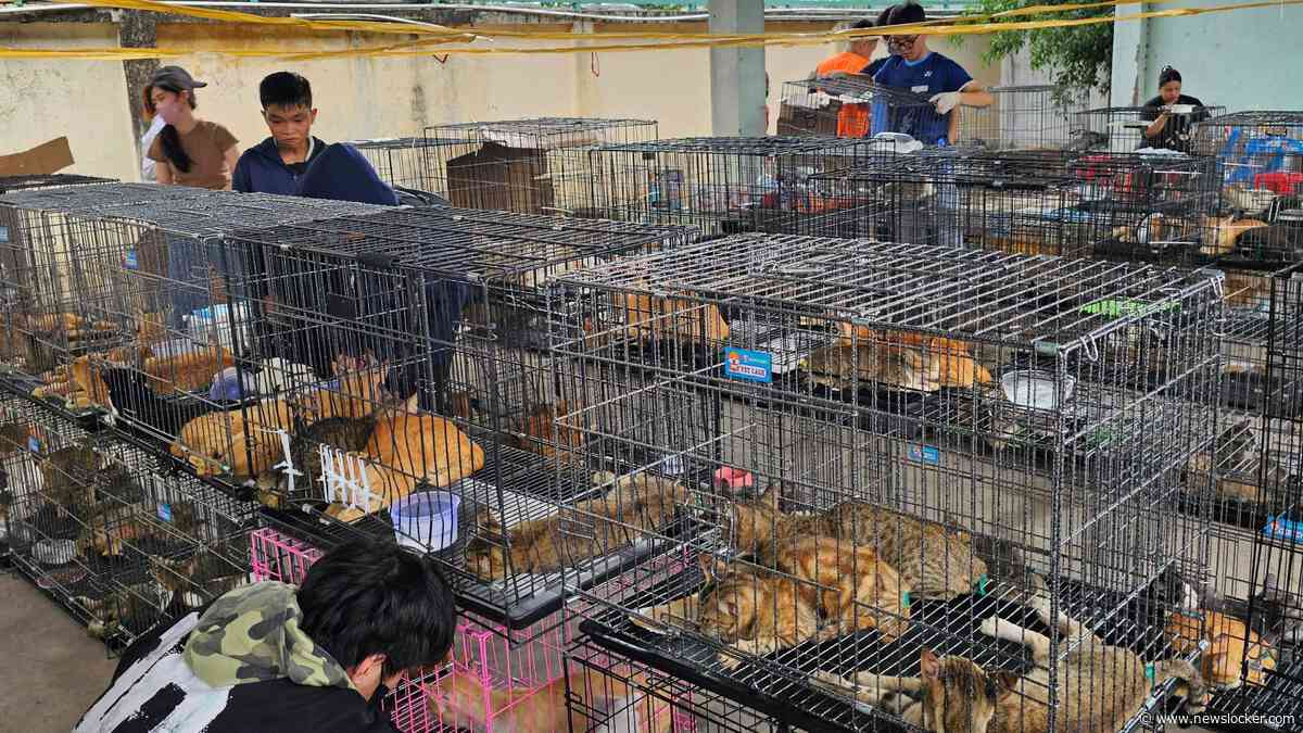Honderden katten gestolen in Vietnam, illegale handel in kattenvlees opgerold: ’Families kwamen wanhopig naar het politiebureau’