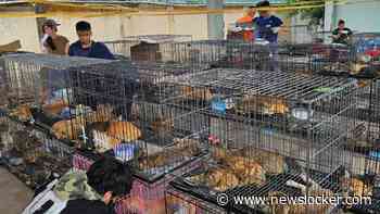 Honderden katten gestolen in Vietnam, illegale handel in kattenvlees opgerold: ’Families kwamen wanhopig naar het politiebureau’