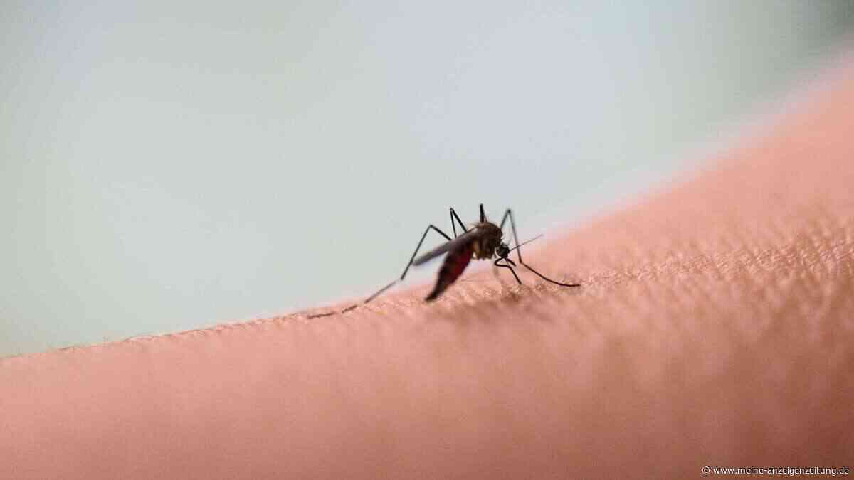 Weniger Stiche im Frühsommer - doch eine gefährliche Mückenart breitet sich aus