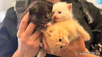 Prince George Humane Society overrun with cats and kittens, forced to stop intakes