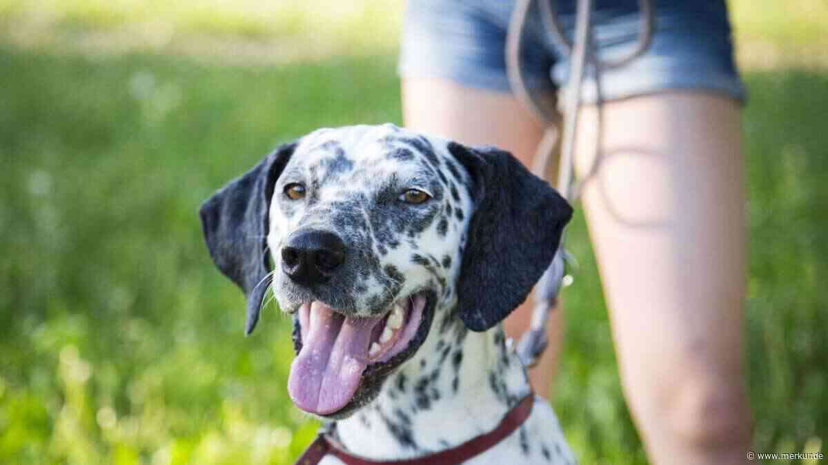 Mit Hund zu Besuch: Tipps, wie Treffen und Feiern stressfrei verlaufen