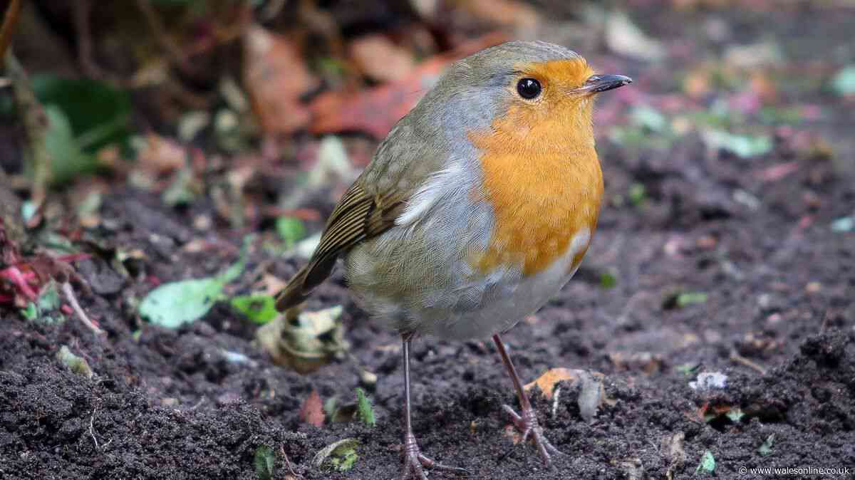 Welsh households asked to do 1 easy task in garden by Friday to help birds