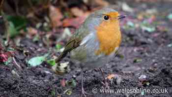 Welsh households asked to do 1 easy task in garden by Friday to help birds