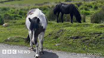 Row over potential cull of Dartmoor hill ponies