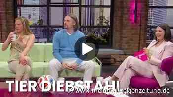 Video: Ex-Profi hat sich in Neuseeland einen Pinguin „ausgeliehen“