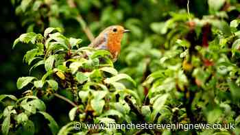 Help robins survive the UK heatwave with one simple garden addition