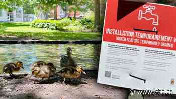 Pond water restored for ducklings in Westmount, Que., after residents rally together