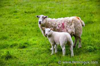 Sheep farmers urged to watch lambs after wet spell
