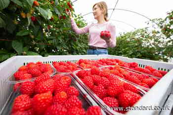 British raspberries up to 50% sweeter after cool spring and May sun, say growers