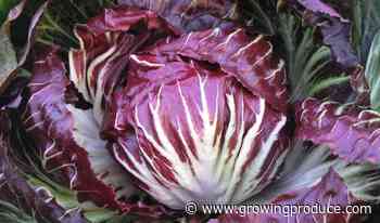 Beyond Lettuce! Unique Leafy Greens To Know and Grow