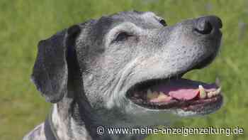 Hund hechelt bei Hitze: Ab wann es gefährlich wird